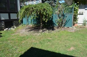 Crazy overgrown tree, trimmed.  Yard space doubled. Reallly, it was that overgrown.